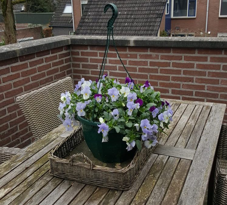 #8 Verjaardag